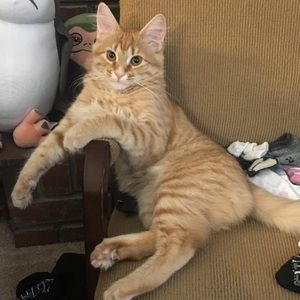 Meet your Posher, Amanda